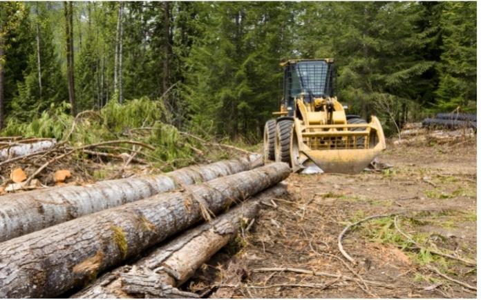 Logs and log skidder in forest