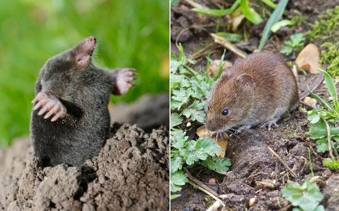 Separate pictures of moles and mice