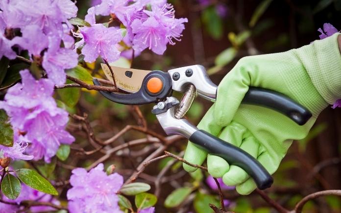 pruning shrubs with sharp pruners in spring 