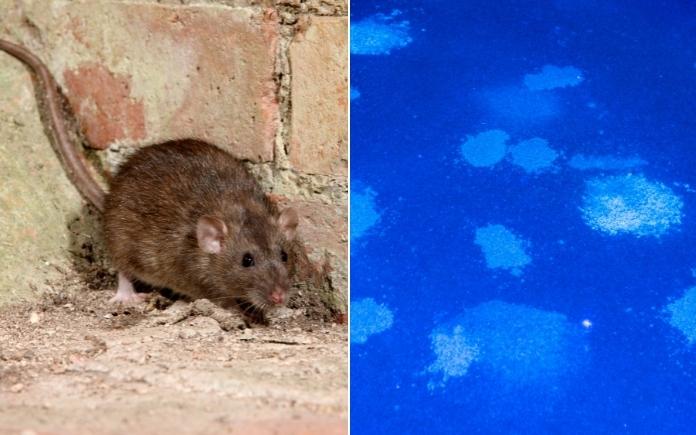 split photo of rat and urine stains under black light