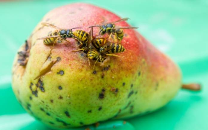 European wasps eating a ripe pear
