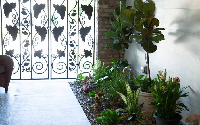 Breezeway entrance with garden bed filled with green leafy plants and wrought iron gate. 