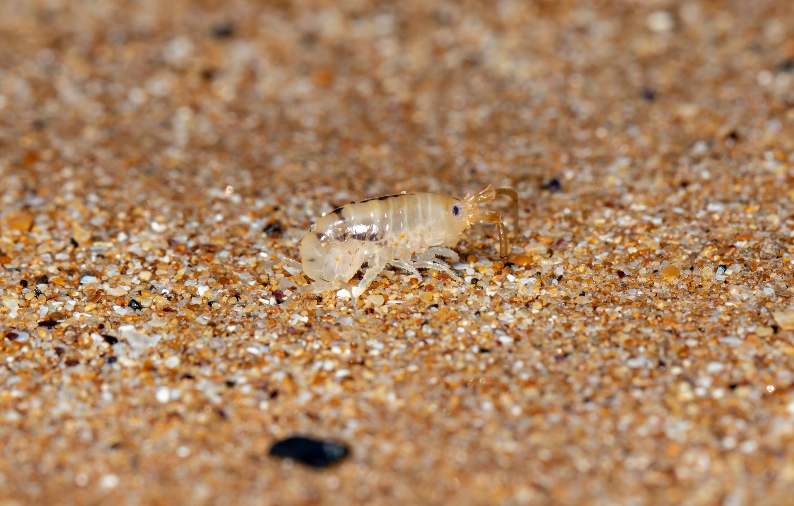 Sand Fleas: What are they? How to Avoid Them? (2024)