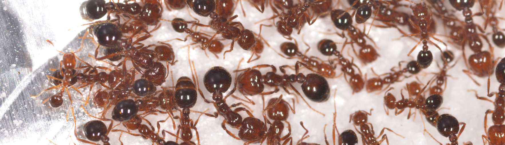 DIY Ant Traps and Killers That Really Work, According to Experts
