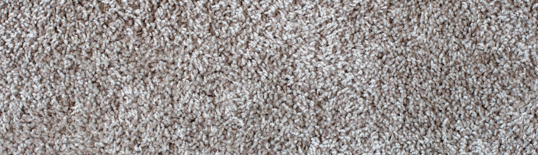 How To Get Rid Of Ants In Carpet Diy Guide 2024 Today S Homeowner