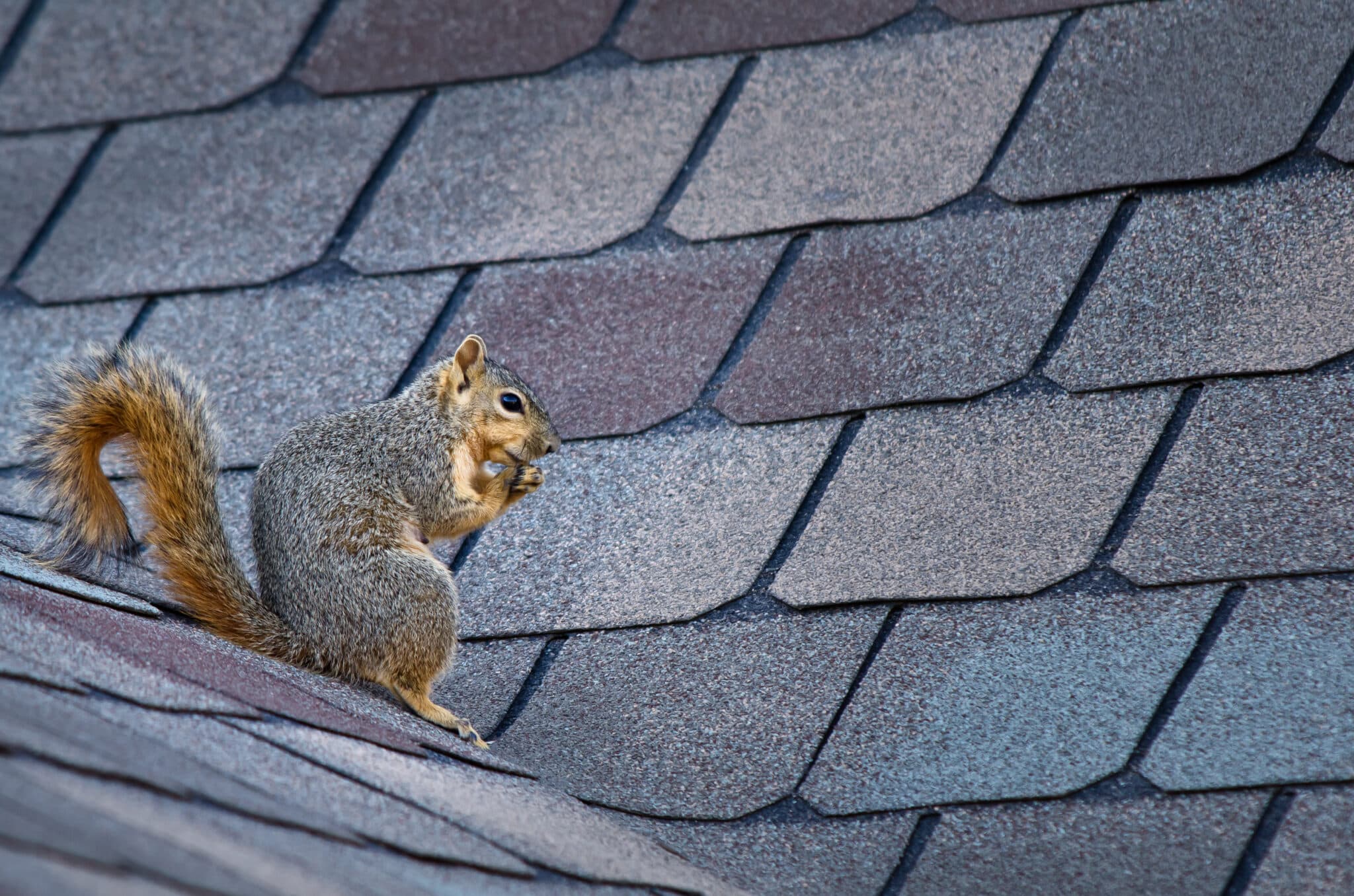 Best Ways to Rid of Squirrels in the Attic (2024)