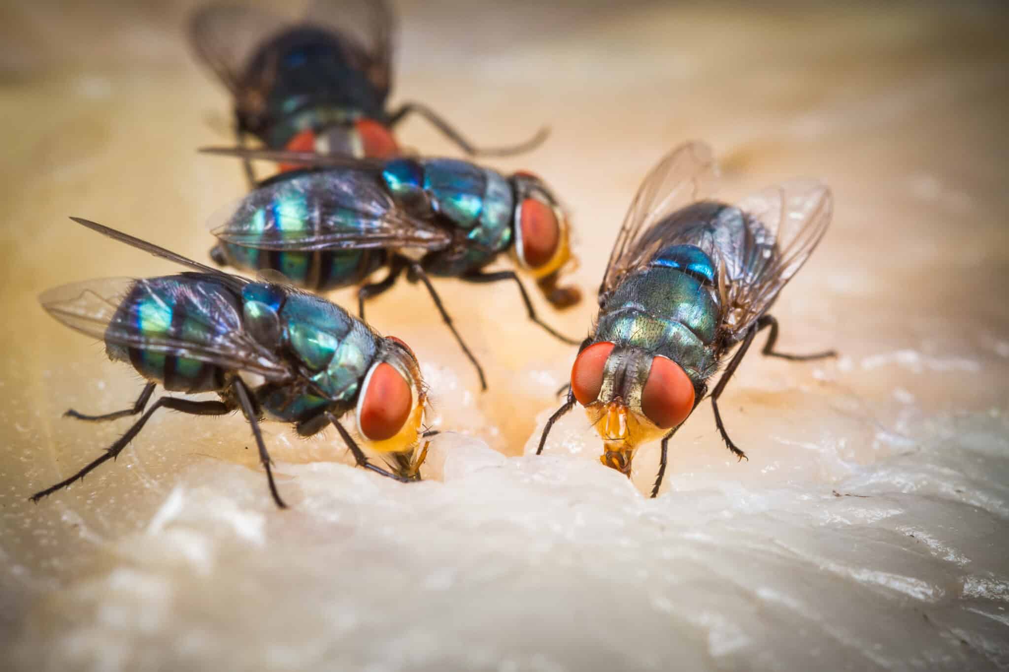 How To Get Rid of Fruit Flies in Your Home (6 Tips) (2024