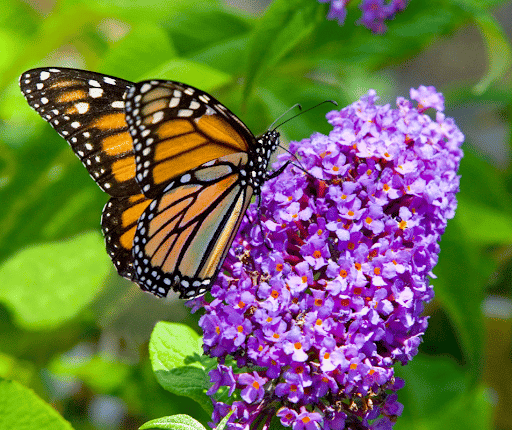 Butterfly Bush as Cut Flowers? They last for weeks and are lovely.