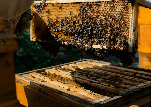 When and How to Store Honeycomb and Brood Comb - Backyard Beekeeping