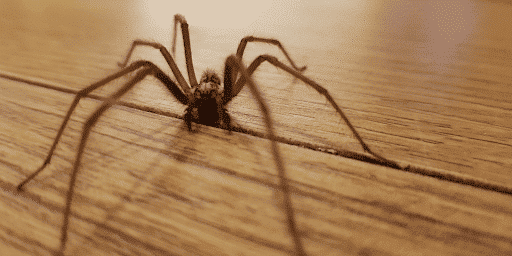A Spider Is an Extremely Useful Cooking Tool, Not a Creepy Bug