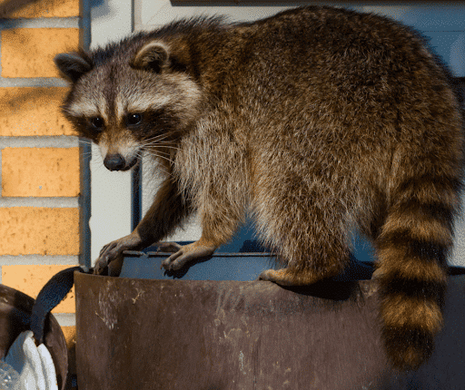 https://todayshomeowner.com/wp-content/uploads/2023/04/How-To-Prevent-and-Get-Rid-of-Raccoons-A-Complete-Guide-hmf.png