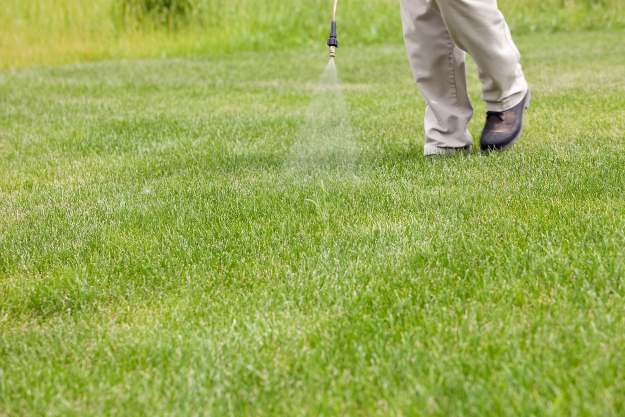 Common Causes of Holes in Your Lawn