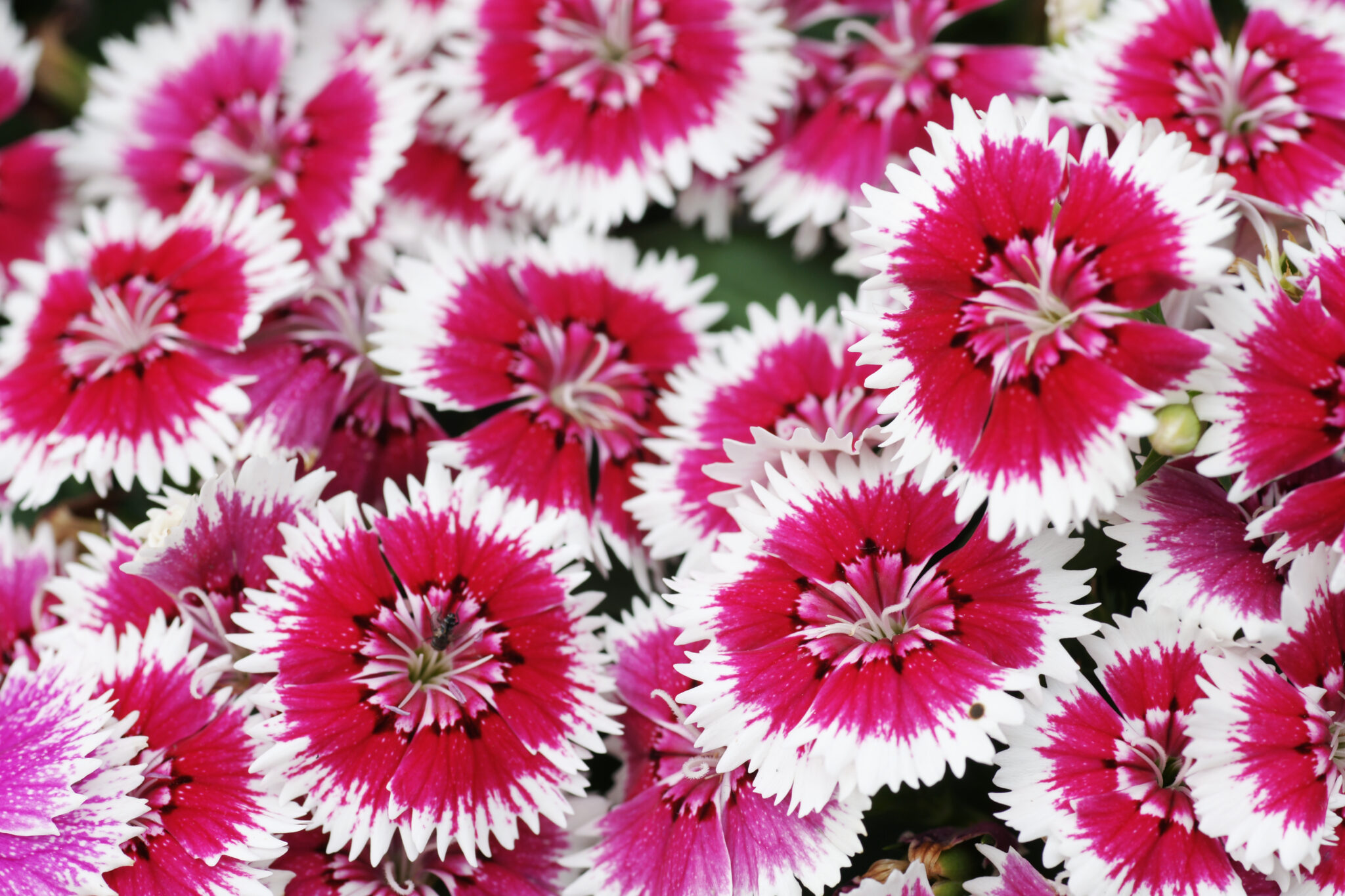 75 Plants With Pink Flowers: Names, Identifying, Gardening Tips