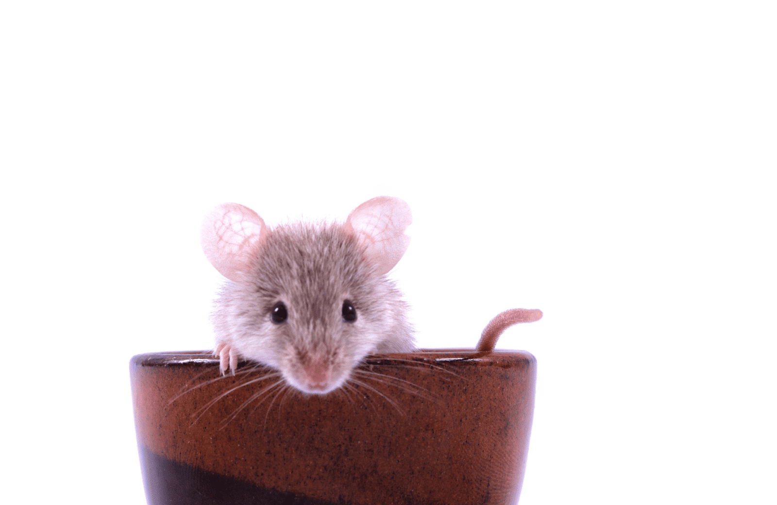 Try This Easy Trick to Stop Mice from Entering Your Home