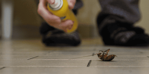 Does Homemade Cockroach Spray Work? (2024)