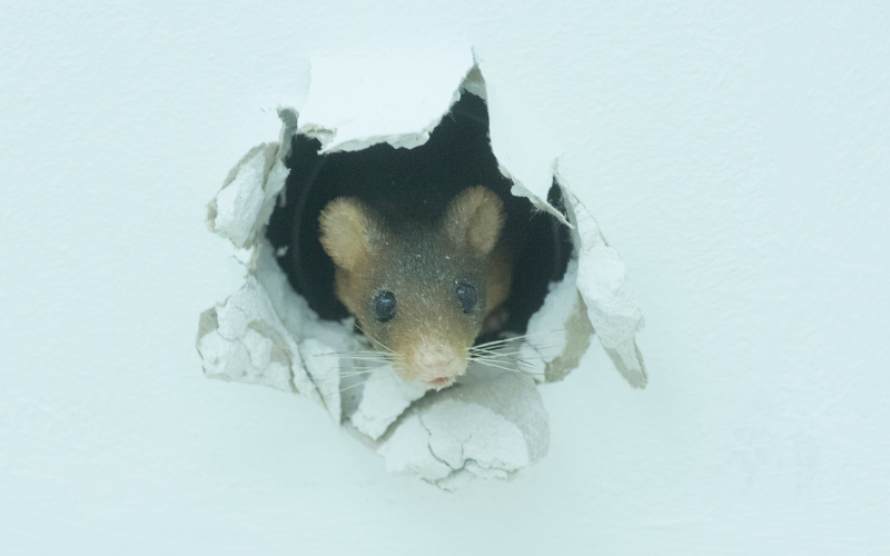 Is Spray Foam Insulation Rodent Proof?