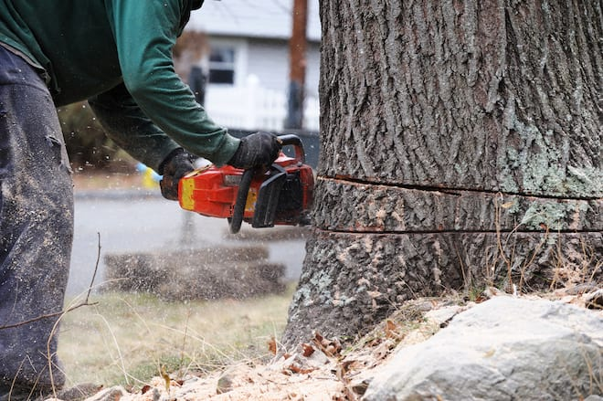 The Homeowner's Guide to Tree Removal (2024)