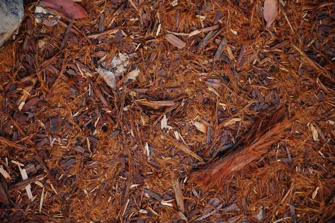 Gorilla Hair Mulch - Is it any good? Pros / Cons