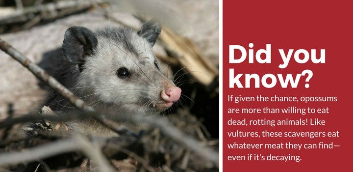 https://todayshomeowner.com/wp-content/uploads/pest_media/2018/05/opossums-in-the-attic-facts.jpg