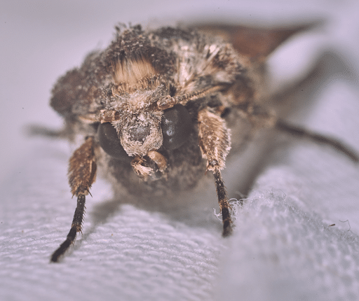 The Key To Effective Pantry Moth Control In Houston